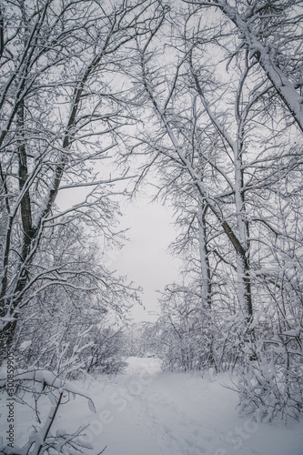 Wallpaper Mural trees in a fairy tale park covered with white creaking fluffy snow cold frosty winter all around fabulous white Torontodigital.ca