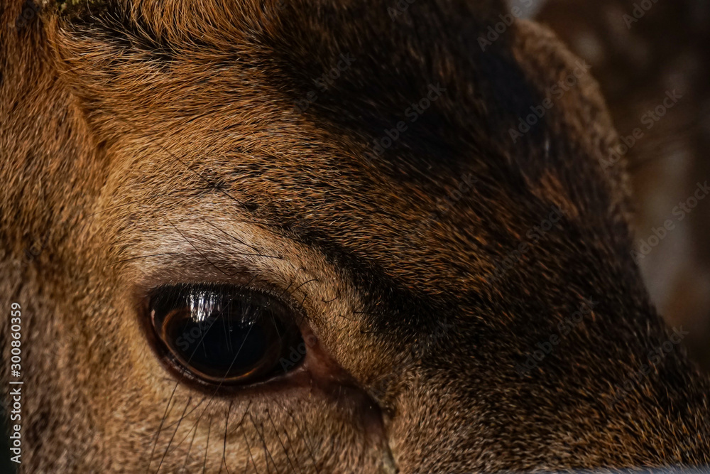deer portrait deer portrait