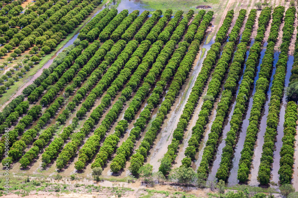 Oblique aerial view of sandalwood plantation in the Ord River Irrigation scheme at Kununurra in the Kimberley Oblique aerial view of sandalwood plantation in the Ord River Irrigation scheme at Kununurra in the Kimberley