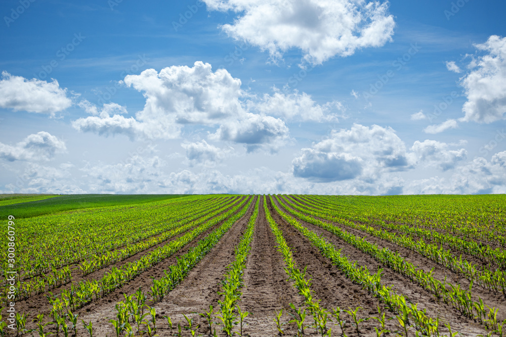 Landwirtschaftliches Feld mit jungen Maispflanzen bis zum Horizont