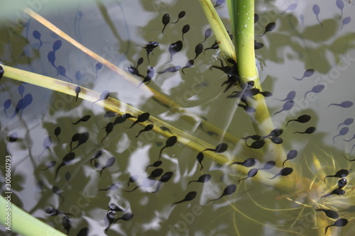 Canvas Print Tadpole polliwog swims in water