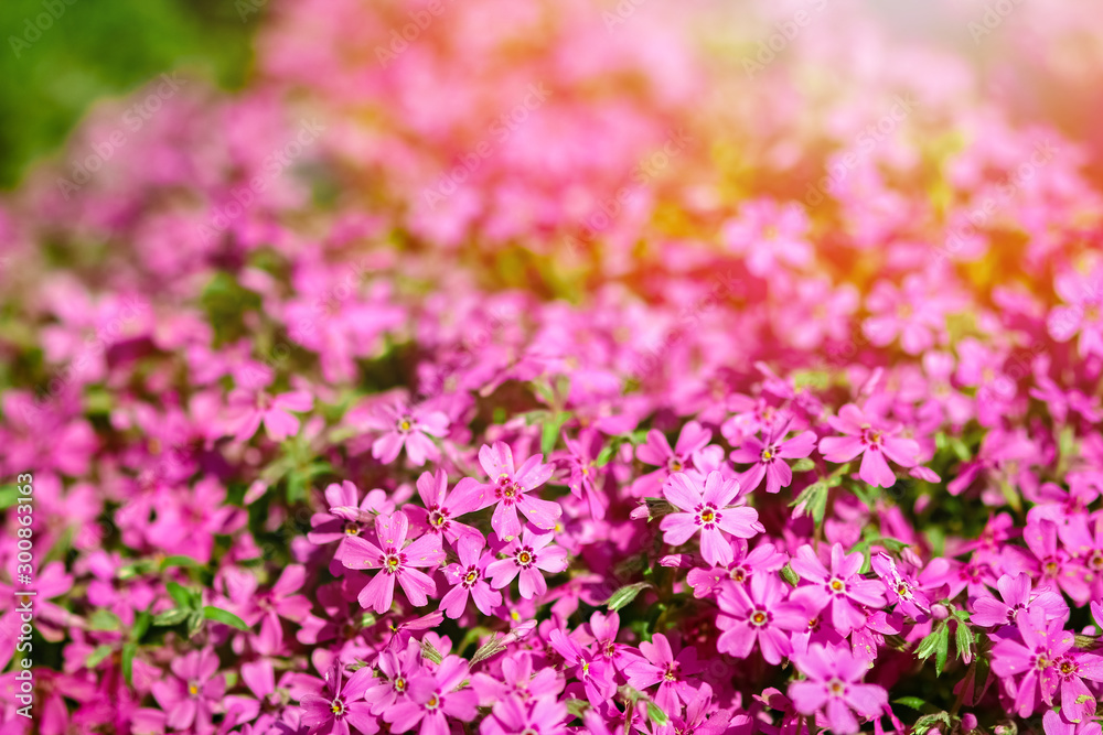 background beautiful live flowers background beautiful live flowers