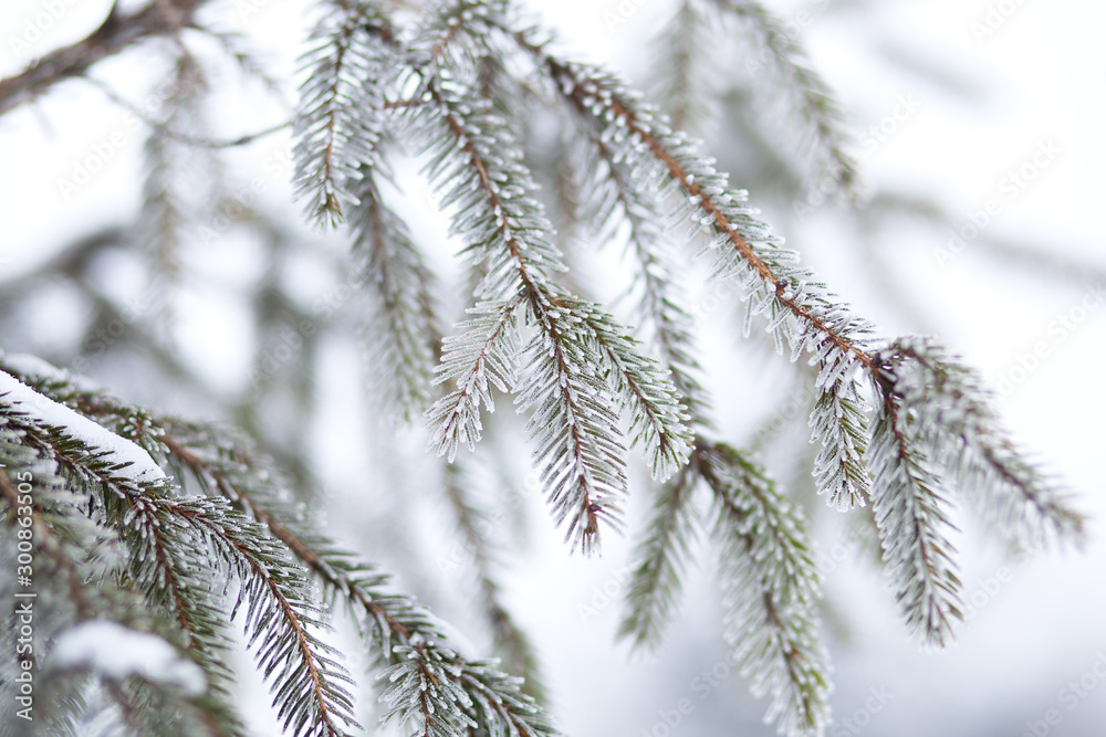green spiny branches of spruce or pine. Nature new year concept. Close brunch ate close in winter. Shallow focus. Close up of a fluffy breakfast of fir trees in snow. Christmas wallpaper. Copy space