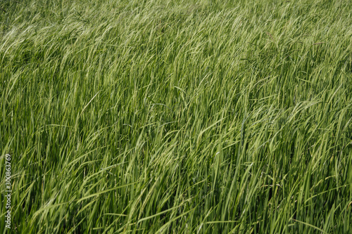 Rice field with bright green spikelets pictured in the morning at indian countryside