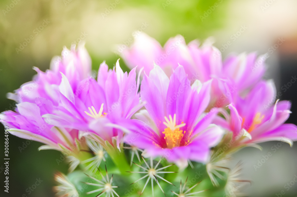 pink cactus flower blooming on blury background pink cactus flower blooming on blury background