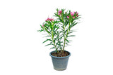 Oleander or Sweet Oleander well nkow as Rose Bay (Nerium oleander L.). pink flower blooming in black pot. isolated on white background
