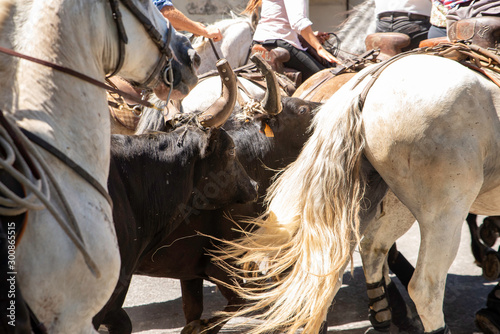 course de taureaux