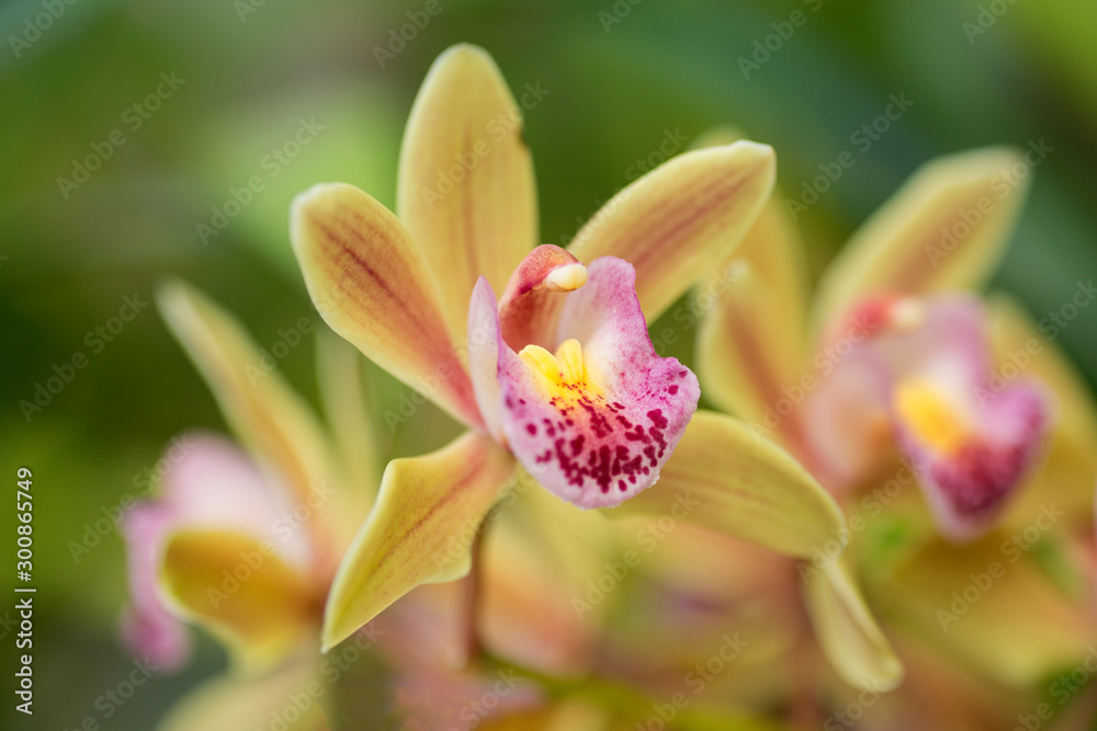 blooming cymbidium blooming cymbidium