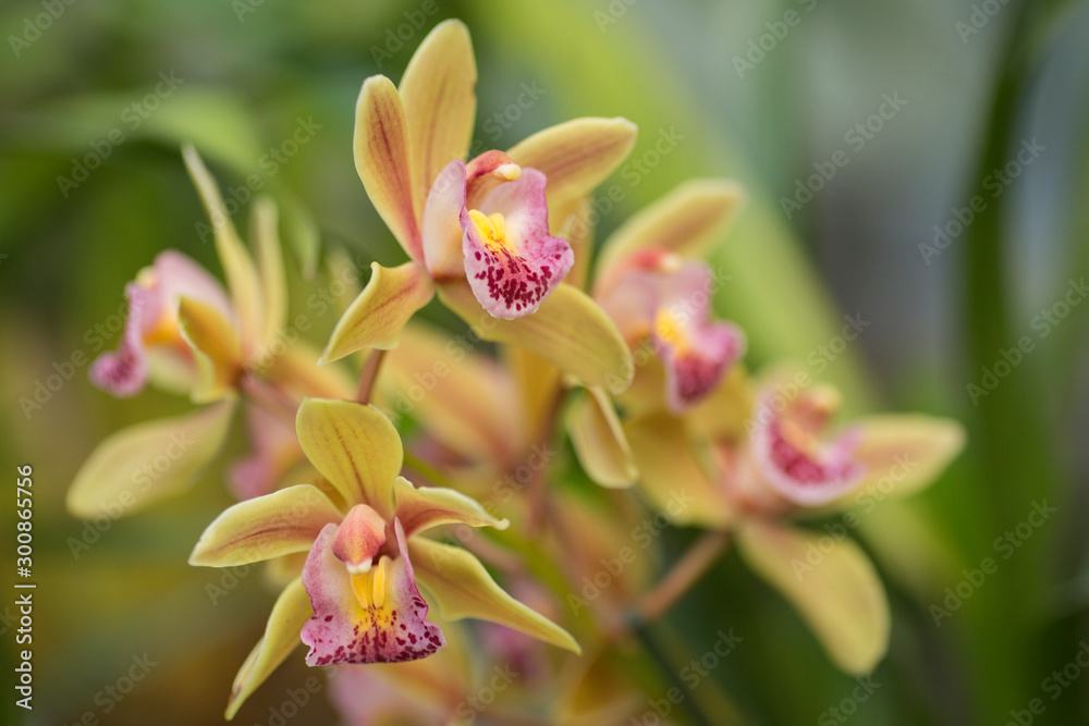 orchid on green background orchid on green background