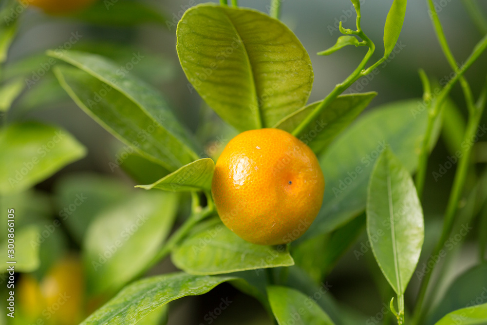 branch of tree with fresh mandarin and leaves