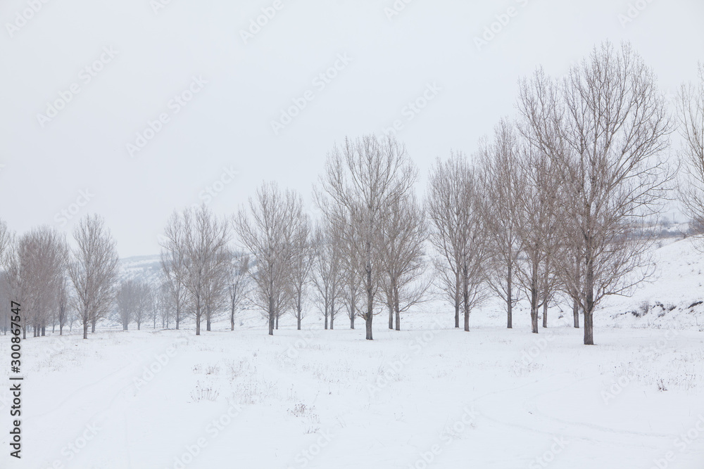 winter scenery with row of trees winter scenery with row of trees