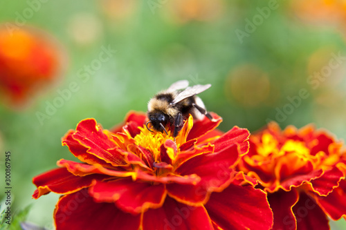 A bumblebee on a red flower Tagetes