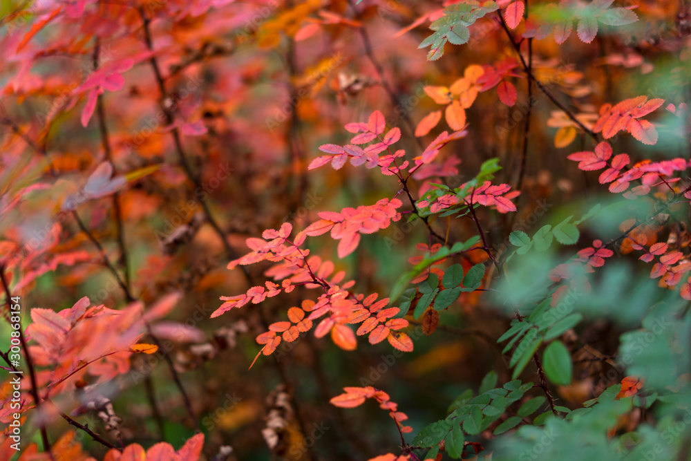 Red and green autumn leaves of the bush. Colorful time of year Red and green autumn leaves of the bush. Colorful time of year