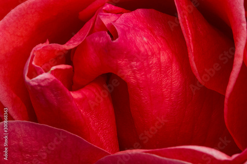 Closeup of Red Rose with red petals.