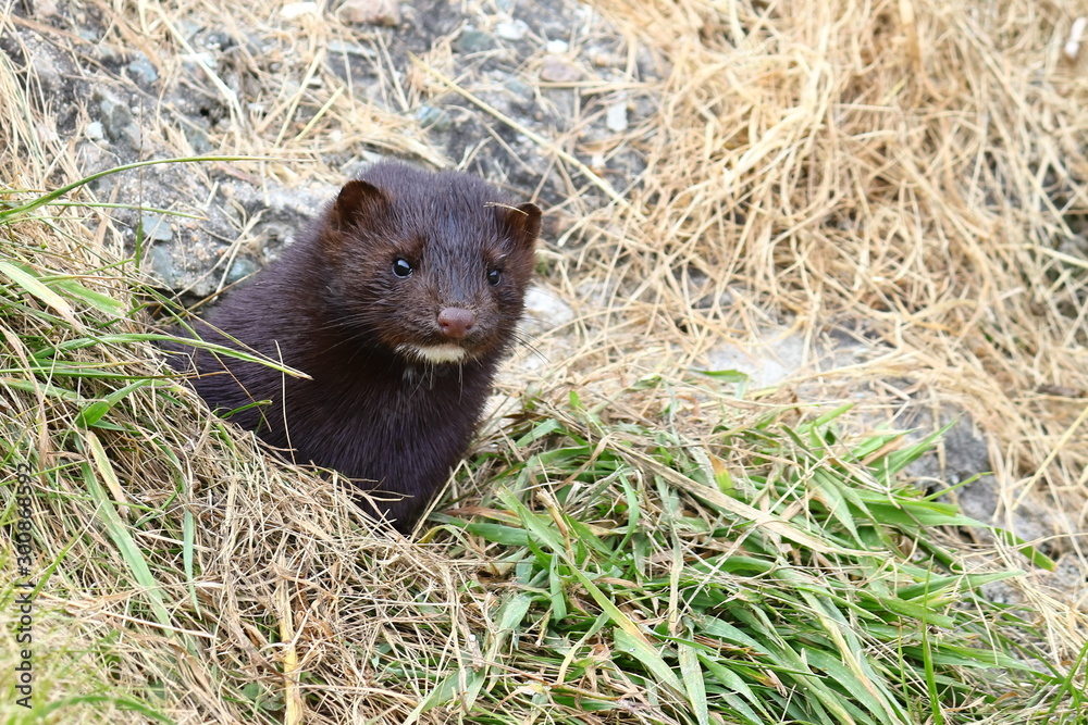 Wild mink Mustela lutreola lookking from burrow. Predatory furry mammal hunting in nature. Wild mink Mustela lutreola lookking from burrow. Predatory furry mammal hunting in nature.