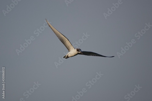 Whiskered Tern in flight near water