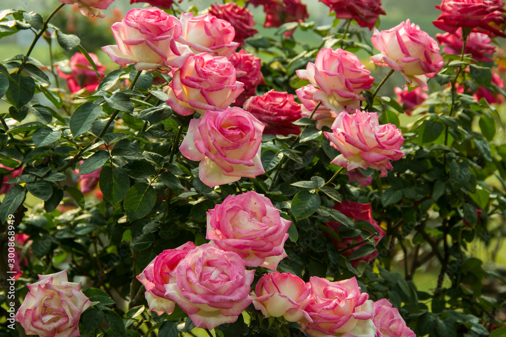 Pink and Red Garden Roses. Pink and Red Garden Roses.