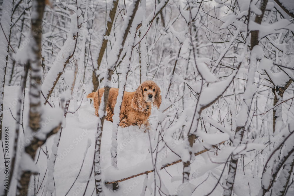 red cocker spaniel among the snowy white fluffy trees in the middle of the forest park in the deep snow cold winter plays