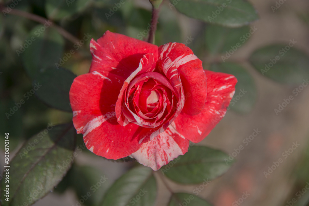 Roses with red and white textured petals. Roses with red and white textured petals.