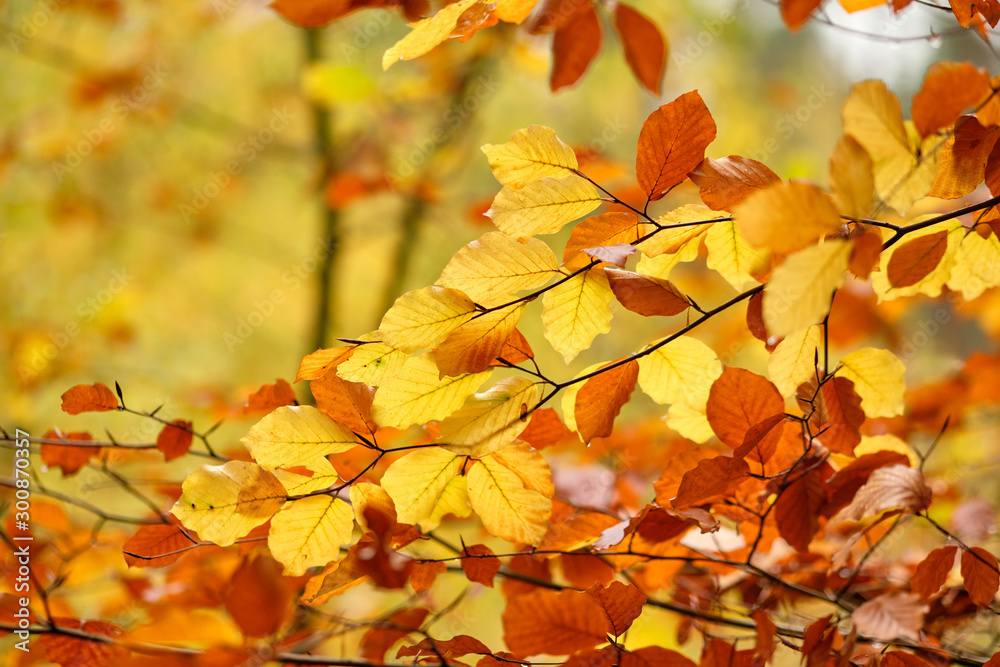 Beautiful autumnal background with a closeup of twigs with beech foliage. Seen in November in Franconia / Bavaria in Germany. Beautiful autumnal background with a closeup of twigs with beech foliage. Seen in November in Franconia / Bavaria in Germany.