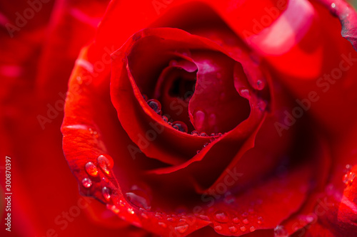 Closeup of Red Rose with droplets on petals.