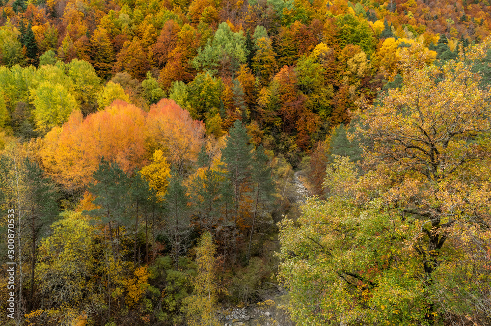 Fototapeta premium colorful forest in autumn