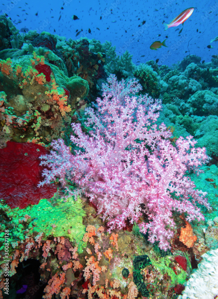 Red Sea corals purple variety soft coral Dendronephthya. Red Sea corals purple variety soft coral Dendronephthya.