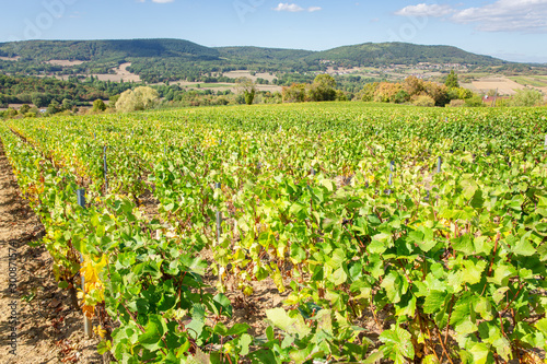 Scenic vineyard in Burgundy, France