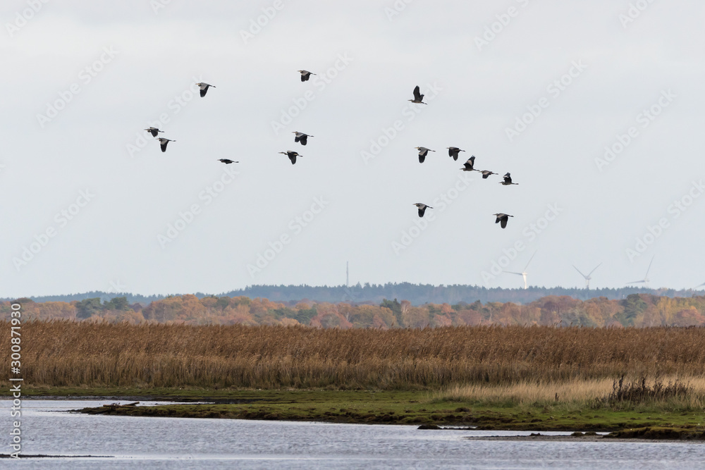 Group with Grey Herons flying over a wetland