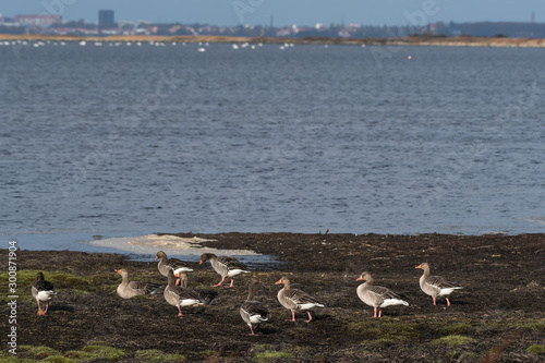 Group Greylag Geese by seaside © olandsfokus