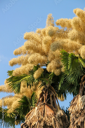 Flowering of palm Talipot (Corypha umbraculifera) at the Flamengo Embankment in Rio de Janeiro. photo