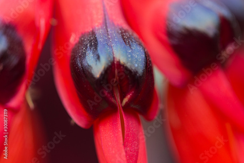 Closeup of  Red Sturt Pea, Swainsona formosa Flower   