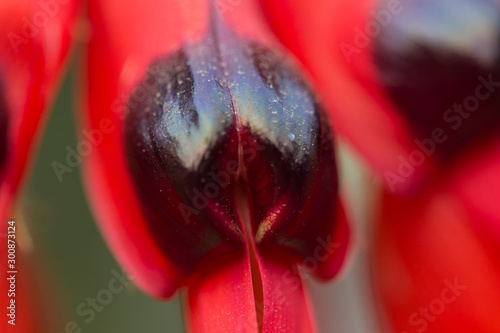 Closeup of  Red Sturt Pea, Swainsona formosa Flower   