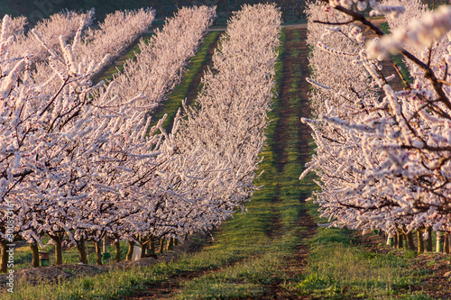 View of white peach tree fields in blossom on natural background in Aitona.