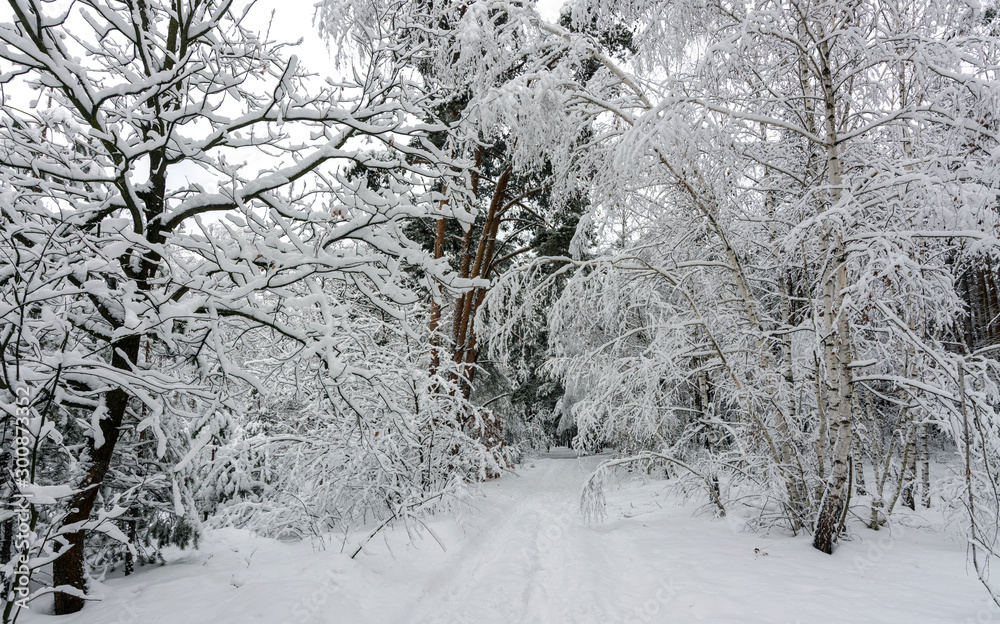 Winter. Forest. Snow dressed trees in white outfits. A pleasant walk in the snowy forest. Winter. Forest. Snow dressed trees in white outfits. A pleasant walk in the snowy forest.