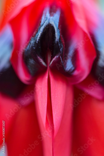 Closeup of  Red Sturt Pea, Swainsona formosa Flower   