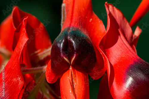 Closeup of  Sturt Pea, Swainsona formosa Flower   