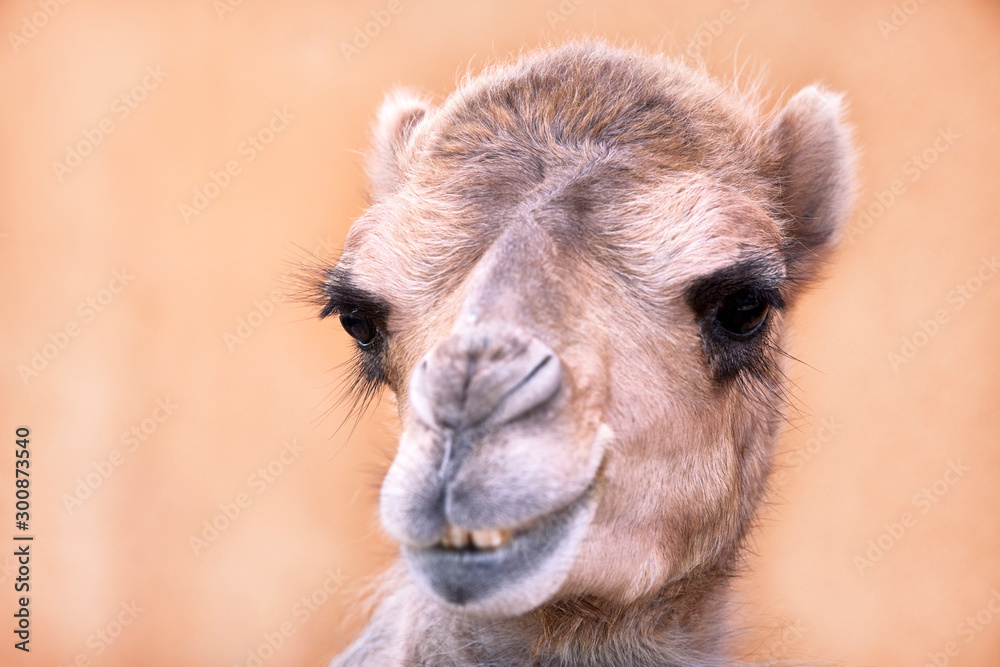 Fototapeta premium portrait of a Bactrian camel brood.