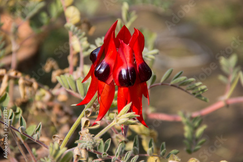 Closeup of  Red Sturt Pea, Swainsona formosa Flower   