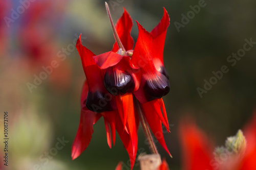 Closeup of  Red Sturt Pea, Swainsona formosa Flower   