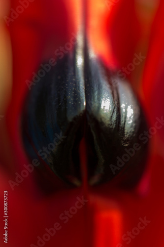 Closeup of  Red Sturt Pea, Swainsona formosa Flower   