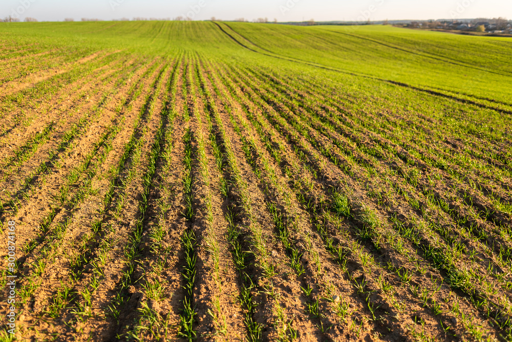 Arable land is the land under temporary agricultural crops capable of being ploughed and used to grow crops. Agricultural landscape, arable crop field.