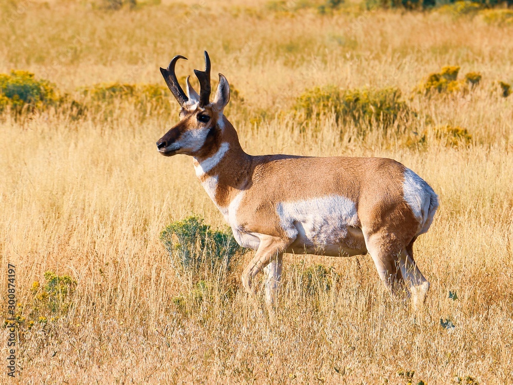 Fototapeta premium Antelope Grazing