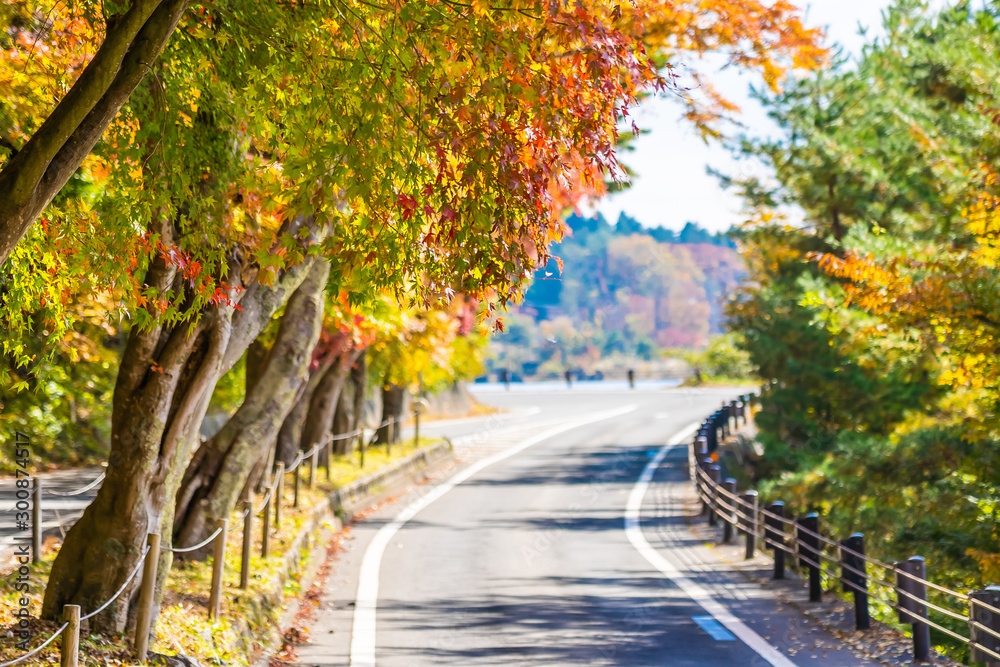 Beautiful landscape of road in the forest with maple tree Beautiful landscape of road in the forest with maple tree