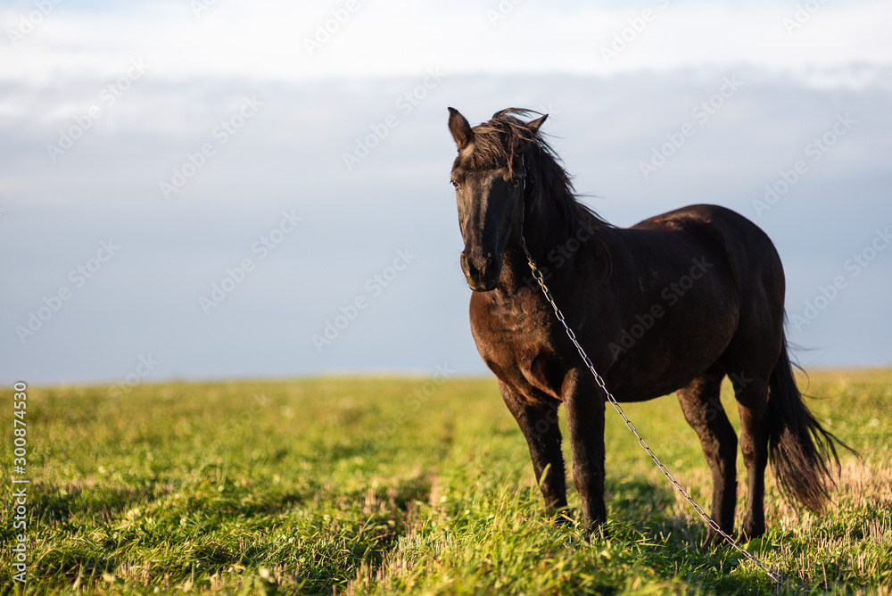 Obraz premium Horse on green pasture with green grass against blue sky with clouds. Black horse on leash