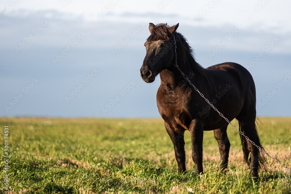 Horse on green pasture with green grass against blue sky with clouds. Black horse on leash Horse on green pasture with green grass against blue sky with clouds. Black horse on leash