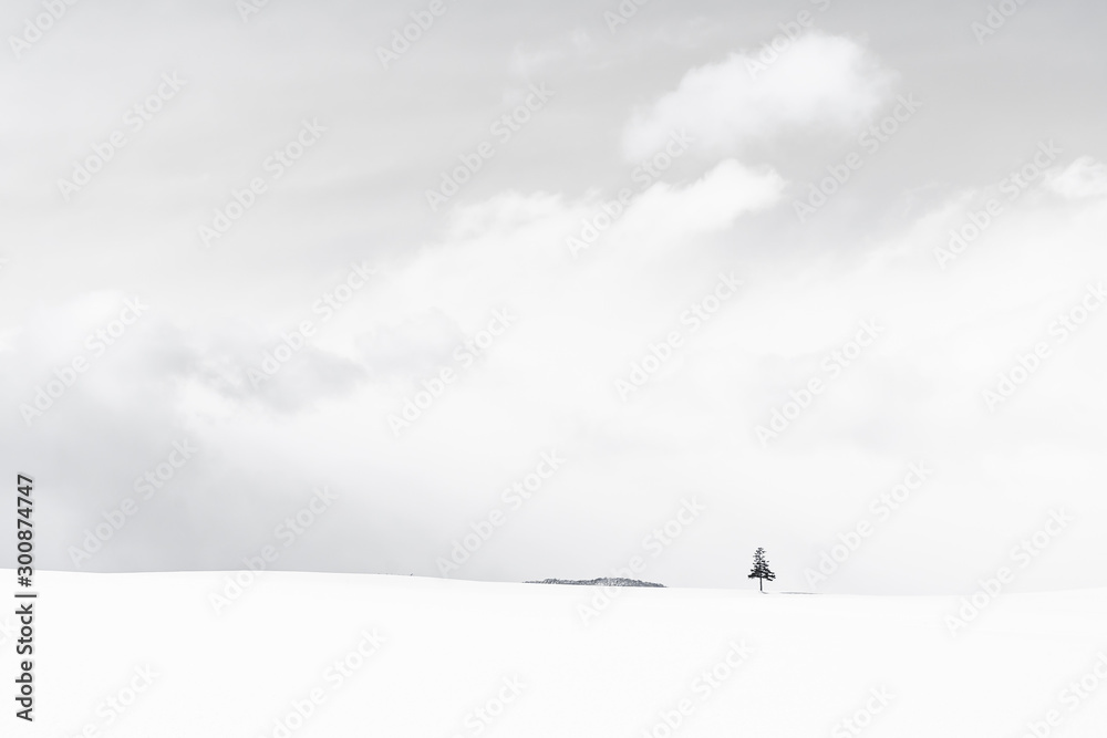 Beautiful outdoor nature landscape with christmas tree in winter snow season Beautiful outdoor nature landscape with christmas tree in winter snow season