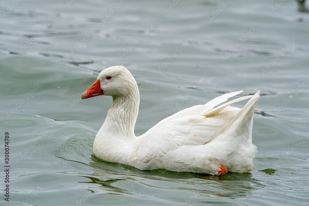 Fototapeta premium Head shot of Domestic goose (Anser cygnoides domesticus)