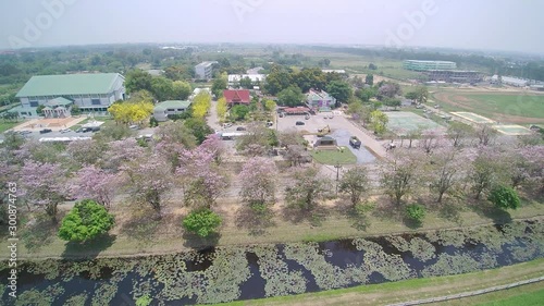 Vdo. Aerial view above rice paddy fields of Pink Trumpet Tree (Chompoo Phantip in Thai) cherry blossom on side road with cloudy sky background, Kamphaeng Saen, Nakhon Pathom, Thailand. photo