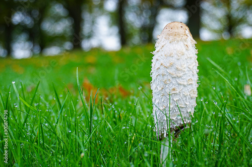 mushroom on the ground